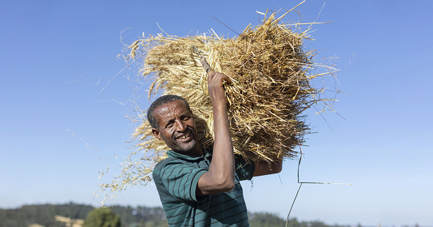 Malkamu Gabisa und seine Familie haben jetzt eine bessere Ernte.