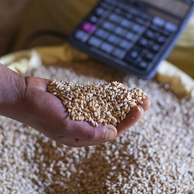 Hochwertiges Saatgut und mehr Wissen über moderne Anbautechniken sind entscheidend für höhere Erträge – und damit für bessere Lebensumstände von Bauernfamilien. In Äthiopien unterstützt die GIZ Landwirtinnen und Landwirte dabei, ihre Ernten zu steigern.